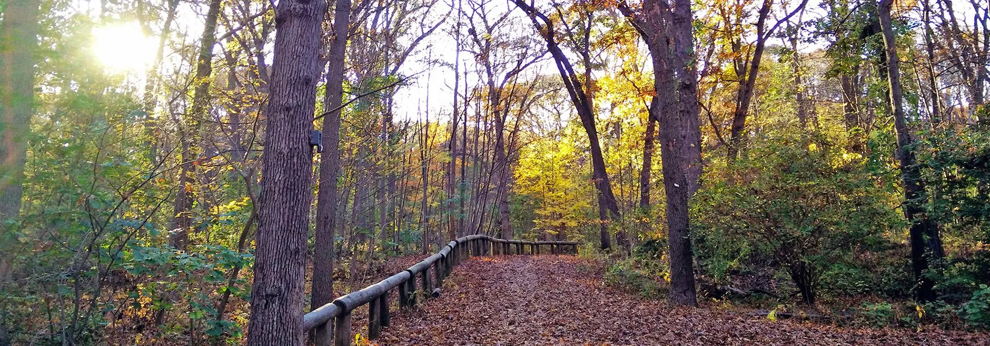 Forest Park